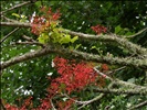 Brachychiton acerifolius - Flame Tree